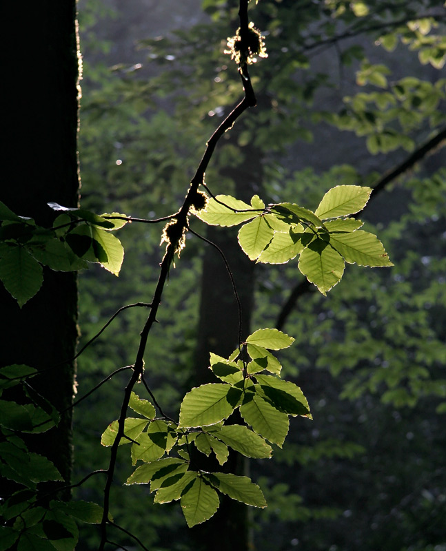 2006, июль - Пещера Пионерская